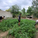 6 personnes dans le potager récoltent les pommes de terre