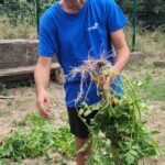 Un jeune homme tient les pommes de terre récoltées