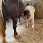 Une jeune fille nettoie les sabots d'un cheval