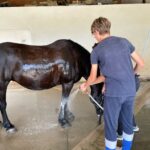 Deux personnes lavent un cheval noir à l'aide d'un tuyau d'arrosage