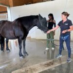 Deux personnes lavent un cheval noir à l'aide d'un tuyau d'arrosage