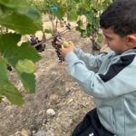 Un petit garçon coupe du raisin