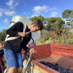 Un jeune homme remplit la benne avec la hotte à vendanges