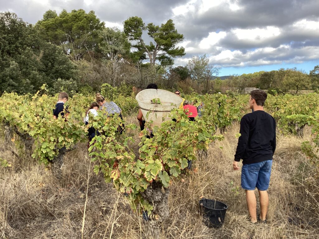 Les jeunes et les adultes ramassent le raisin dans la vigne. L'un d'eux porte une hotte à vendanges