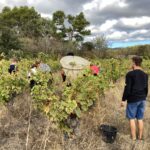 Les jeunes et les adultes ramassent le raisin dans la vigne. L'un d'eux porte une hotte à vendanges