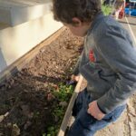 Un élève ratisse la jardinière