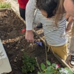 Avec l'aide de l'enseignante, un élève ratisse la jardinière