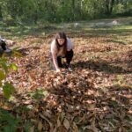 Une jeune accroupie ramasse des châtaignes