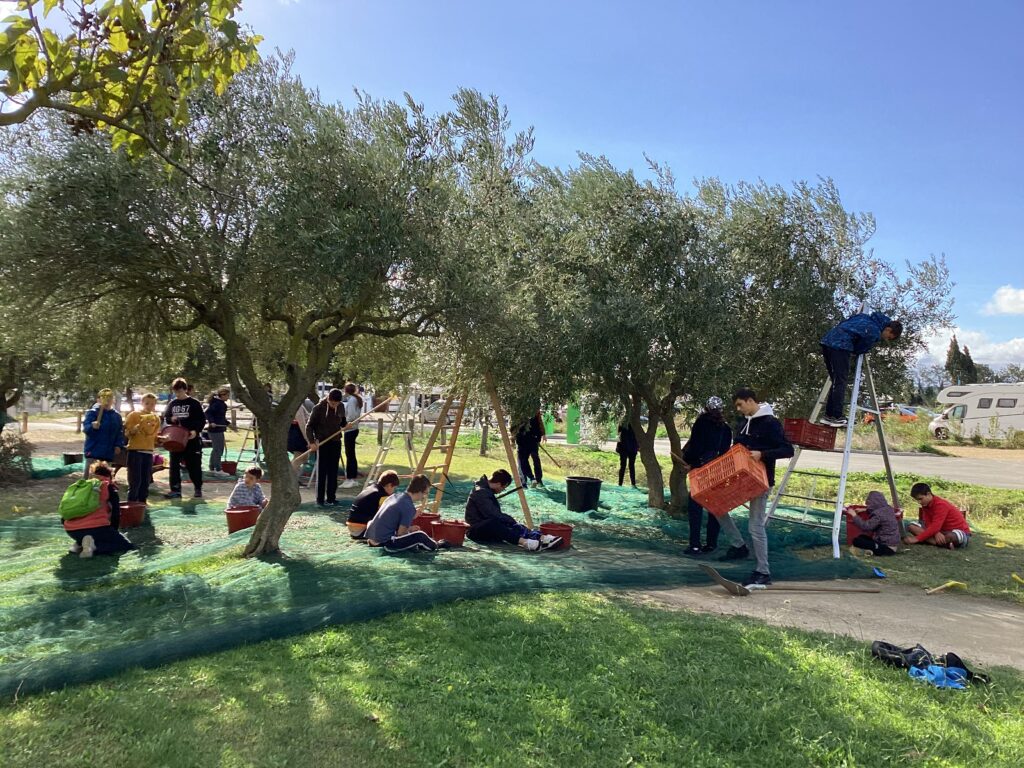 Les jeunes dans l'oliveraie ramassent les olives